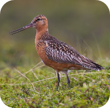 bar-tailed godwit